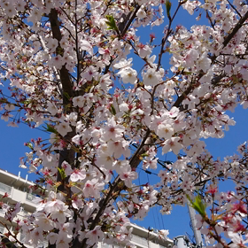 2020/4/8  風にそよぐ桜☆の画像