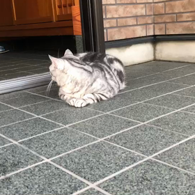 タマ、こっち向いて！の画像