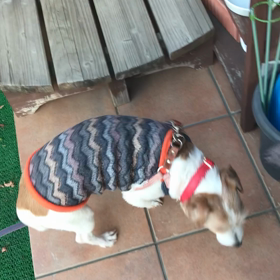 散歩の最後はの画像