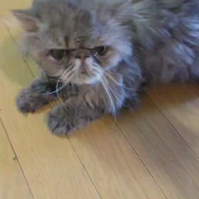 実家の猫ちゃんの画像