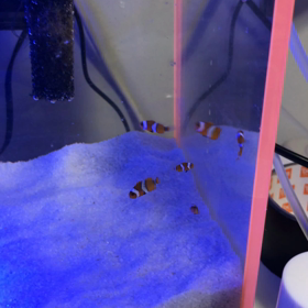 クマノミ　孵化の記録　16の画像