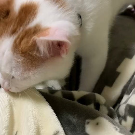 天使の羽のポンズくんのかわいいモミモミの画像