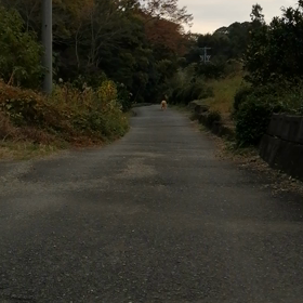 今日も爆走の画像