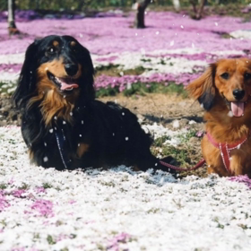 想いを寄せて素敵な春にしましょう！の画像