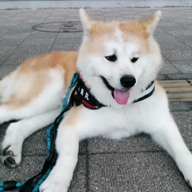 今朝も未来丸と朝散歩の飼い主。いつものようにたくさんの人とご挨拶をし時には言葉をかわす。平凡なオの画像