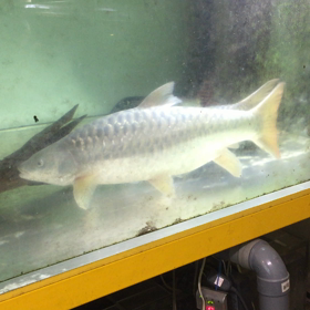 繁 殖行動の画像