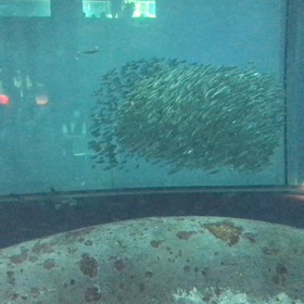 水族園は、楽しいね。娘と　いつまで　行けるんだろか。の画像