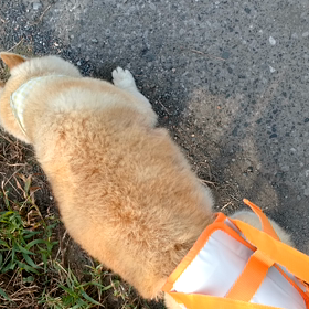 あき、後足用ハーネス試行！の画像