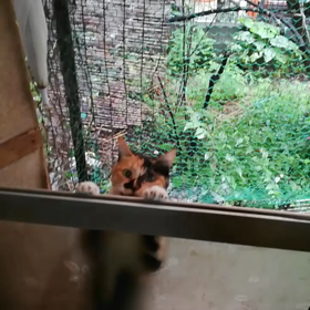 入れてぇ～！の画像