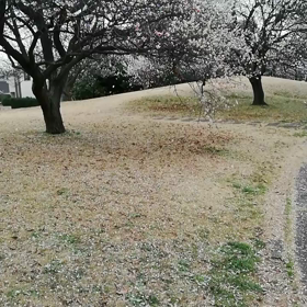 梅の花の花吹雪散り際も大切だなー複雑は恋愛のマインドサポータ恋愛カウンセラーの花澤...の画像