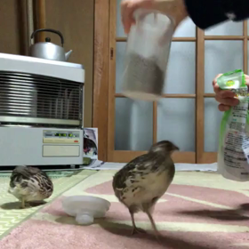 シードシャワー❗の画像