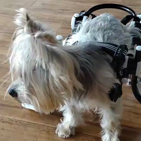 ちょっと歩けたよ　ありがとうの画像