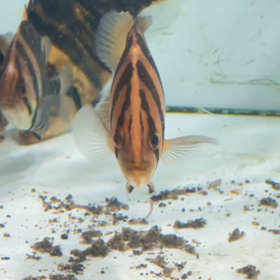 バチバチに仕上がった極美スマトラタイガー販売魚！の画像