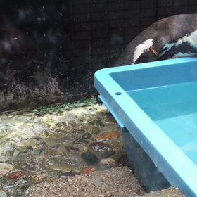 引っ張ってゴメンなさい。ペンギンちゃんの画像