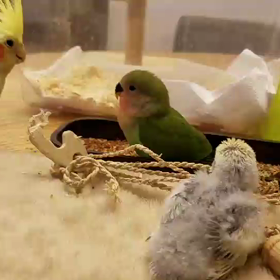 オカメももか 初めてまはろを見た時の動画の画像