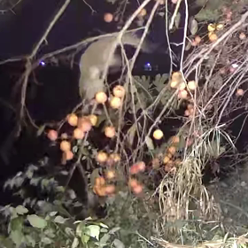 すぎぴたんの事件簿シーズン3　88話（シッポの使い方）の画像