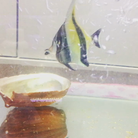 ツノダシ、肌荒れの画像