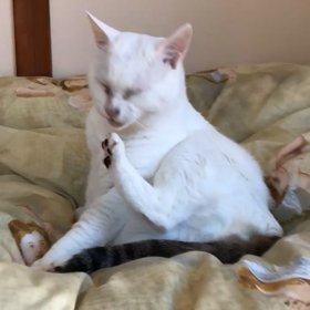 毛づくろいの画像