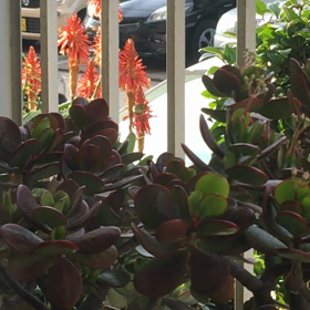 今日から筋トレ開始の画像