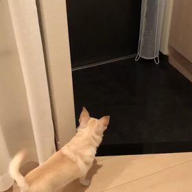 いつものお出迎え♪の画像