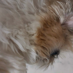 お願いポーズの画像