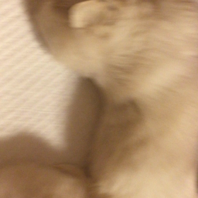 ﾍﾟｷﾆｰｽﾞ ひろbabyの画像