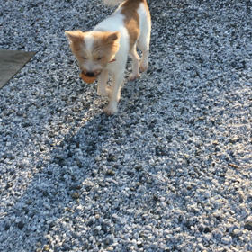 ボール遊びの画像