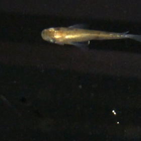 昨日の容器の画像