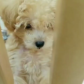 ペットショップにて♡の画像