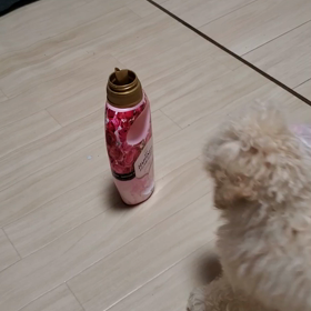 可愛すぎの画像