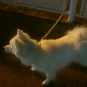 お迎え犬の画像