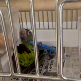 可愛いいから見てください‼︎の画像