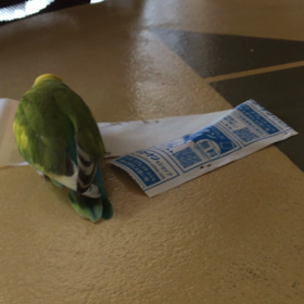 ★飽きない我が家のアイドルの画像