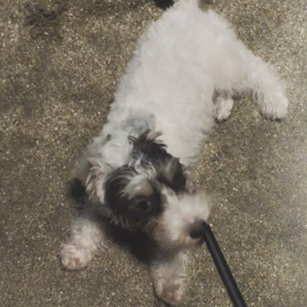 a walk in the moonlightの画像