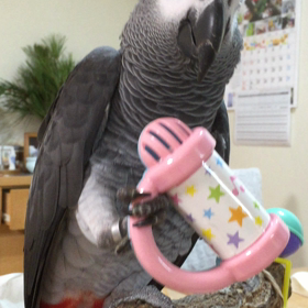 チープおもちゃ万歳の画像