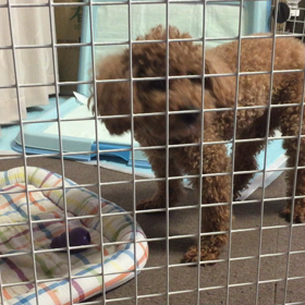 コングは、素敵の画像