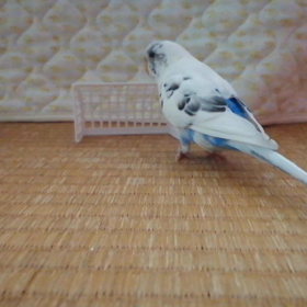 ナイスキーパー⚽の画像