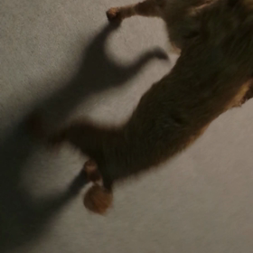 ココの本性☆の画像