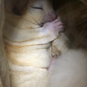 シェリー①の画像