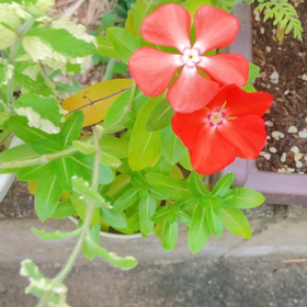 介護記録１６８（相撲）の画像