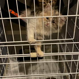 仲良し子猫ちゃんずの画像