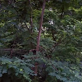 耳をすませば･･･の画像