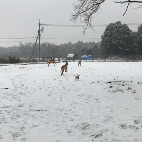 関東地方 雪.☃︎.'.°ですよ～の画像