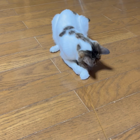 2023.03.07 kin033 変化も伝統も大切。の画像