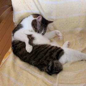 娘の兆候…夫婦仲が心配なのは？デール毛繕い中。の画像