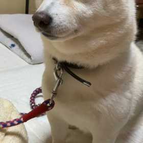 ポメラニアンのお母さんの画像