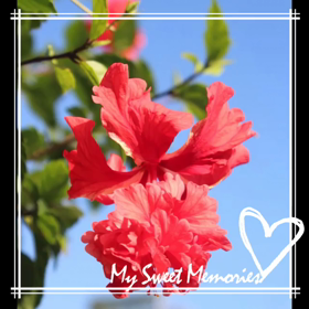 スライドショー（八重山諸島）の画像