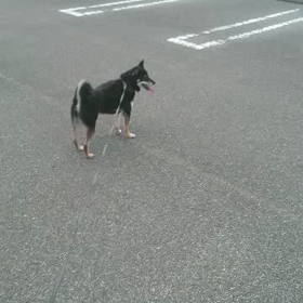 お泊り→お散歩♪の画像