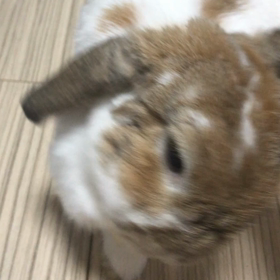 お耳ぐるぐるの画像