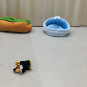 ♪プレイルーム動画♪の画像